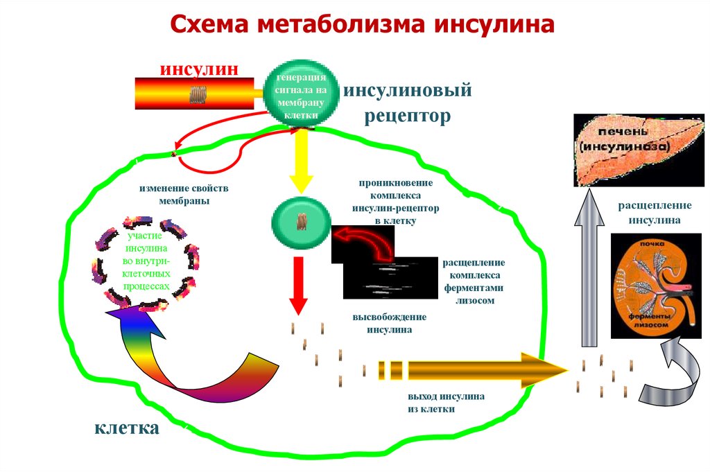 Схема получения инсулина