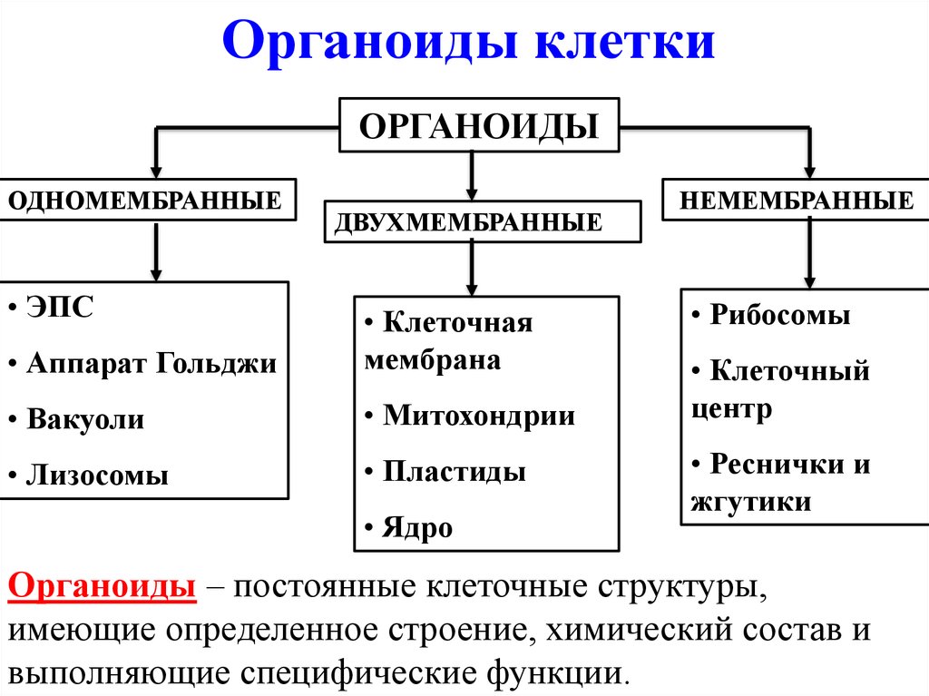 Структура органоида. Органоиды клетки 1 2 и немембранные. Строение и функции одномембранных органоидов клетки таблица. Функции органоидов. Органоиды схема.