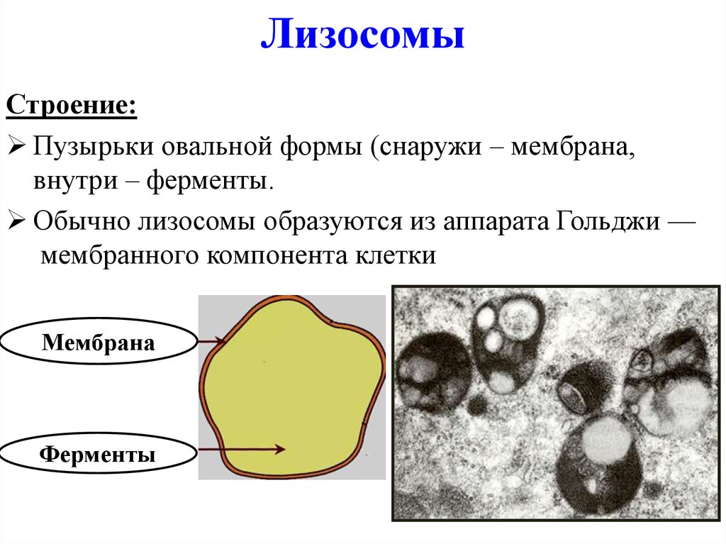 Строение органоида лизосомы. Лизосомы строение. Структура стенки лизосомы. Строение лизосомы клетки. Лизосомы строение схематично.