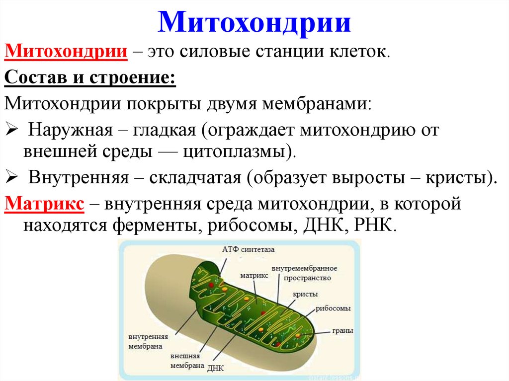Описание строения митохондрии. Митохондрии строение и функции. Митохондрия функция органоида. Строение митохондрии кратко биология.