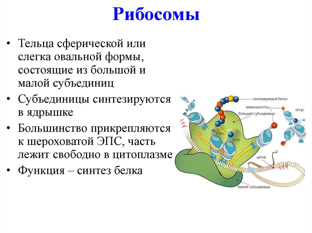 У эукариот рибосомы образуются