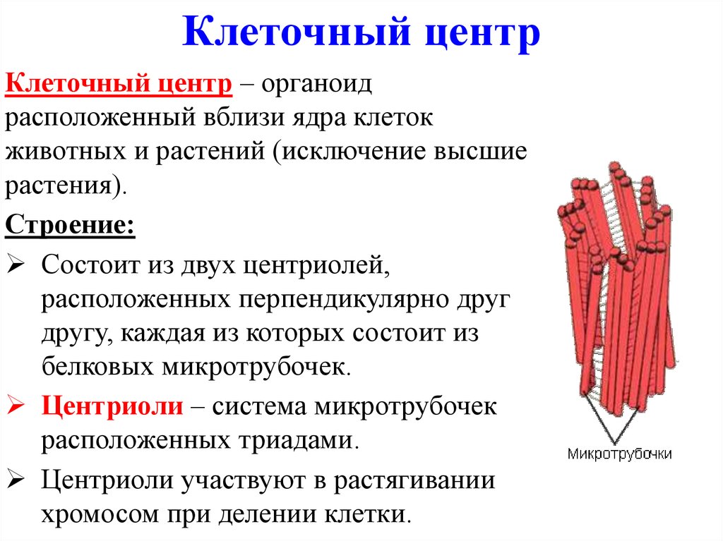 Функции клеточного центра. Клеточный центр строение и функции. Клеточный центр структура и функции. Клеточный центр строение состав и функции. Органоид клеточный центр строение и функции.