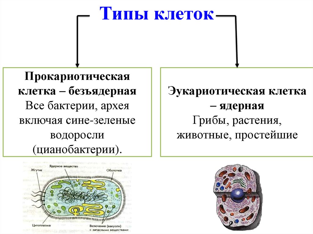 Какие бывают клеточные организмы. Виды клеток Прокариотическая и эукариотическая. Тип клеточной организации клетки. Разновидностей прокариот клеток эукариот. Типы клеток схема.