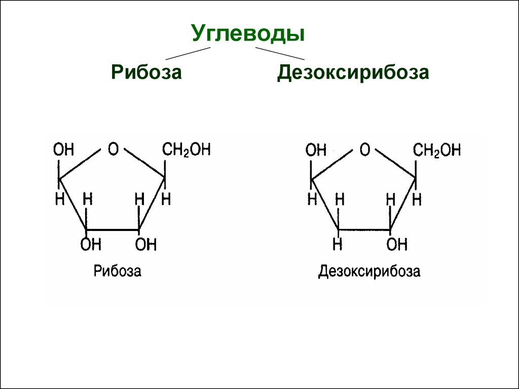 Рибоза 2 дезоксирибоза. Дезоксирибоза циклическая формула. Строение рибозы и дезоксирибозы. Структура формула рибозы. Циклическая форма дезоксирибозы.