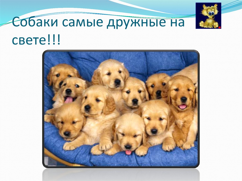 Собаки самые дружные на свете!!!