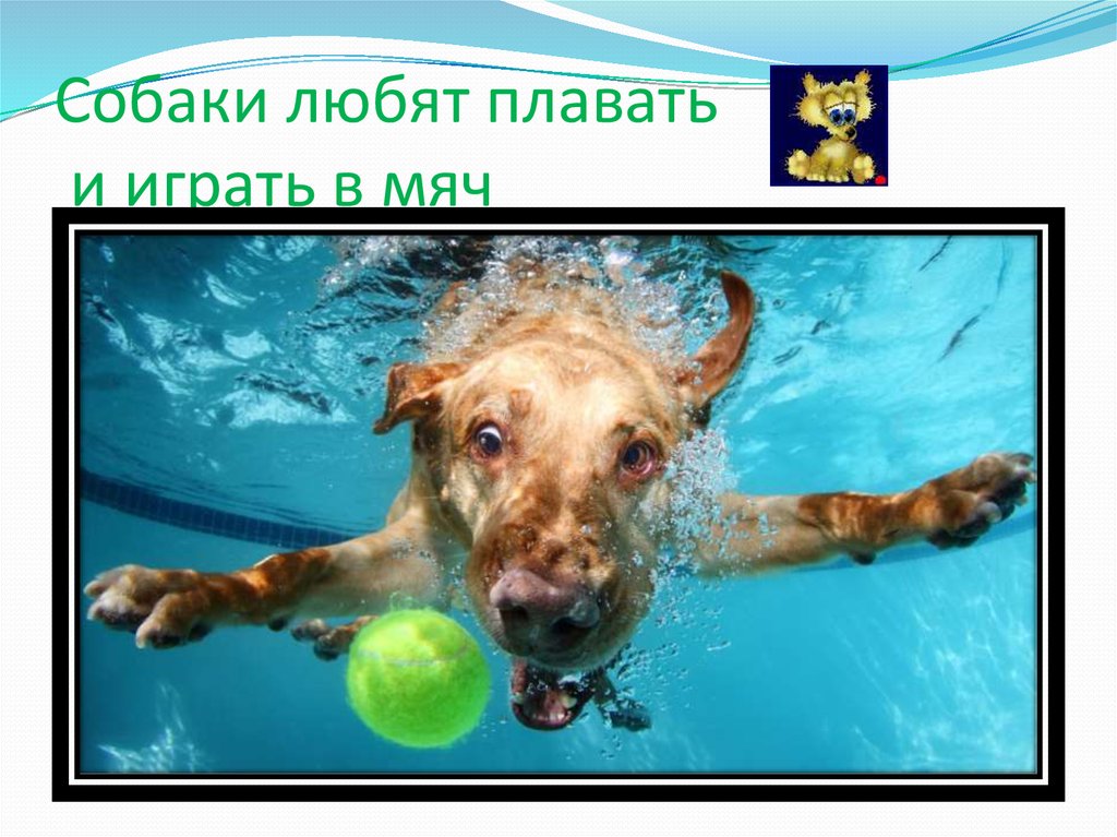 Собаки любят плавать и играть в мяч
