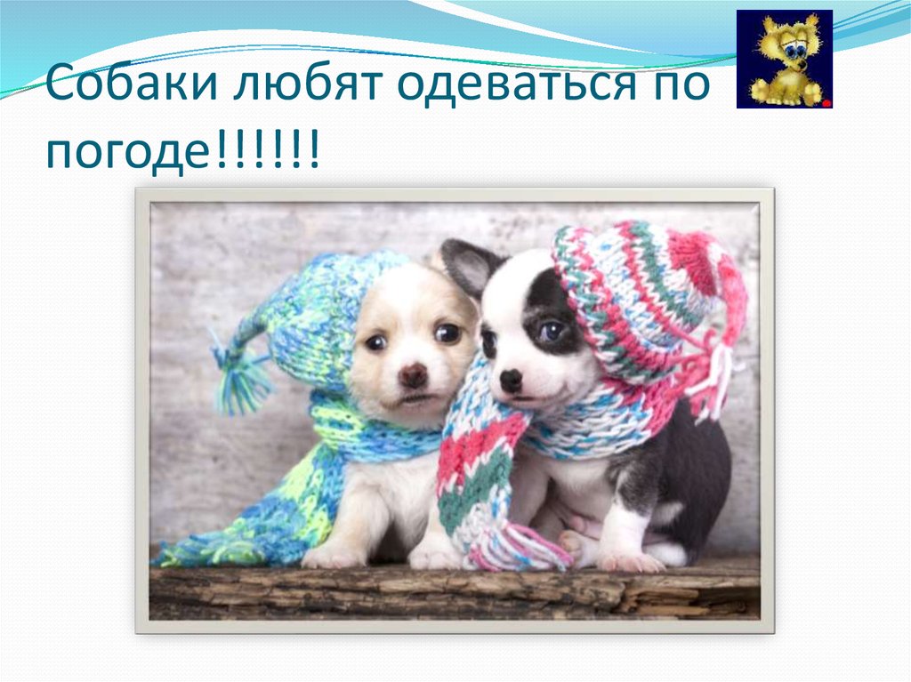 Slide dog презентации