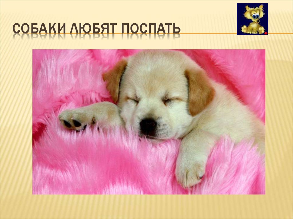 Собаки любят поспать