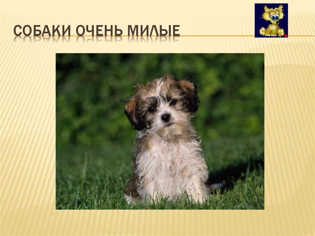 Собаки очень милые