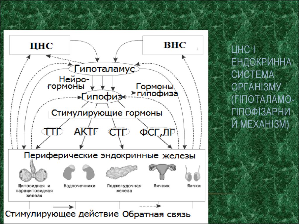 ЦНС і ендокринна система організму (Гіпоталамо-гіпофізарний механізм)