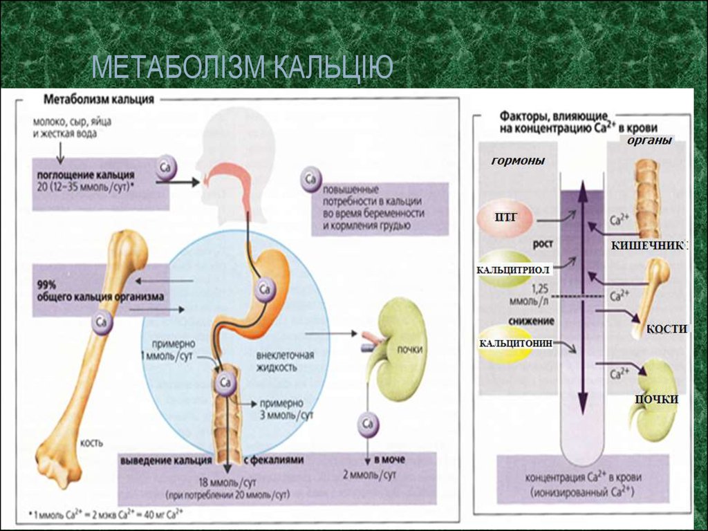 Обмен фосфора. Гормональная регуляция обмена кальция. Схема гормональной регуляции обмена кальция. Кальциевый метаболизм. Регуляция обмена кальция и фосфора в организме.