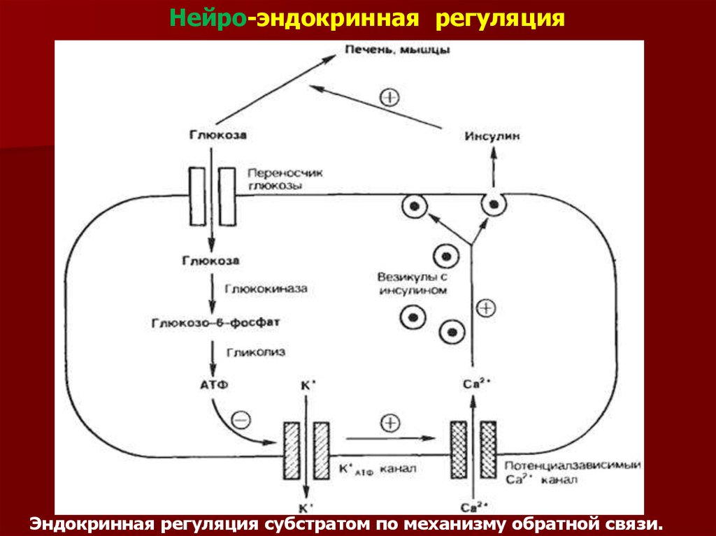 Схема регуляции глюкозы в крови