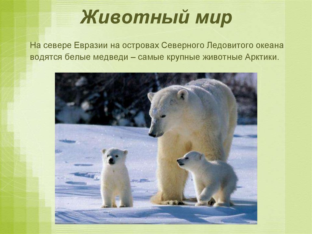 Северная евразия животный мир. Животный мир Евразии. Животные севера Евразии. Животные Евразии презентация. Животный мир Евразии 5 класс.