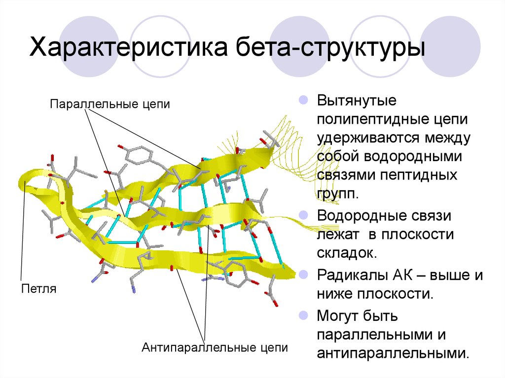 Структура цепи связи. Бета структура полипептидной цепи. Бета складчатая структура белка. Бета складчатая структура. Бета слой вторичной структуры белка.