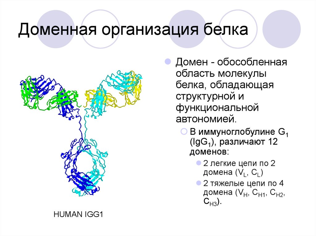 В организации белковых. Доменная организация белков. Доменная организация белков биохимия. Вторичная структура белка домены. Доменное строение белков.