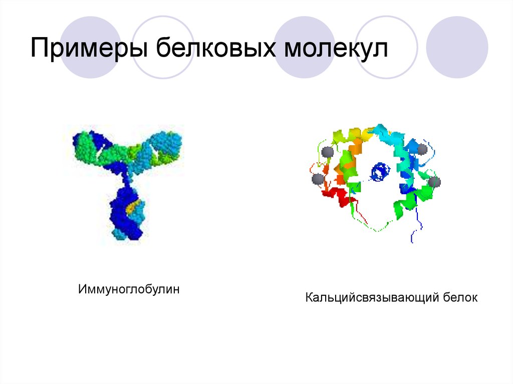 Вторичный белок примеры. Примеры белковых молекул. Белковые молекулы примеры. Иммуноглобулин структура белка. Молекулы белков примеры.
