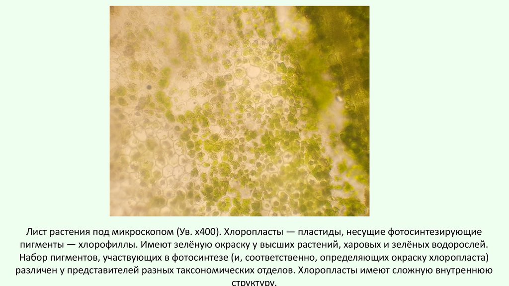 Хлоропласты у водорослей. Пигмент хлорофилл под микроскопом. Пигменты участвующие в фотосинтезе у водорослей. Какие пластиды имеют пигмент хлорофилл. Вспомогательные фотосинтезирующие пигменты у высших растений.