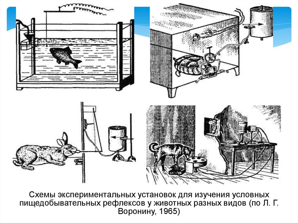 Автор учения об условных рефлексах. Картинки схема эксперимент Герцена.