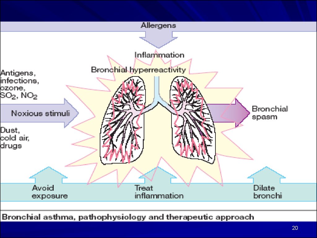Pharmacology of the respiratory system - презентация онлайн