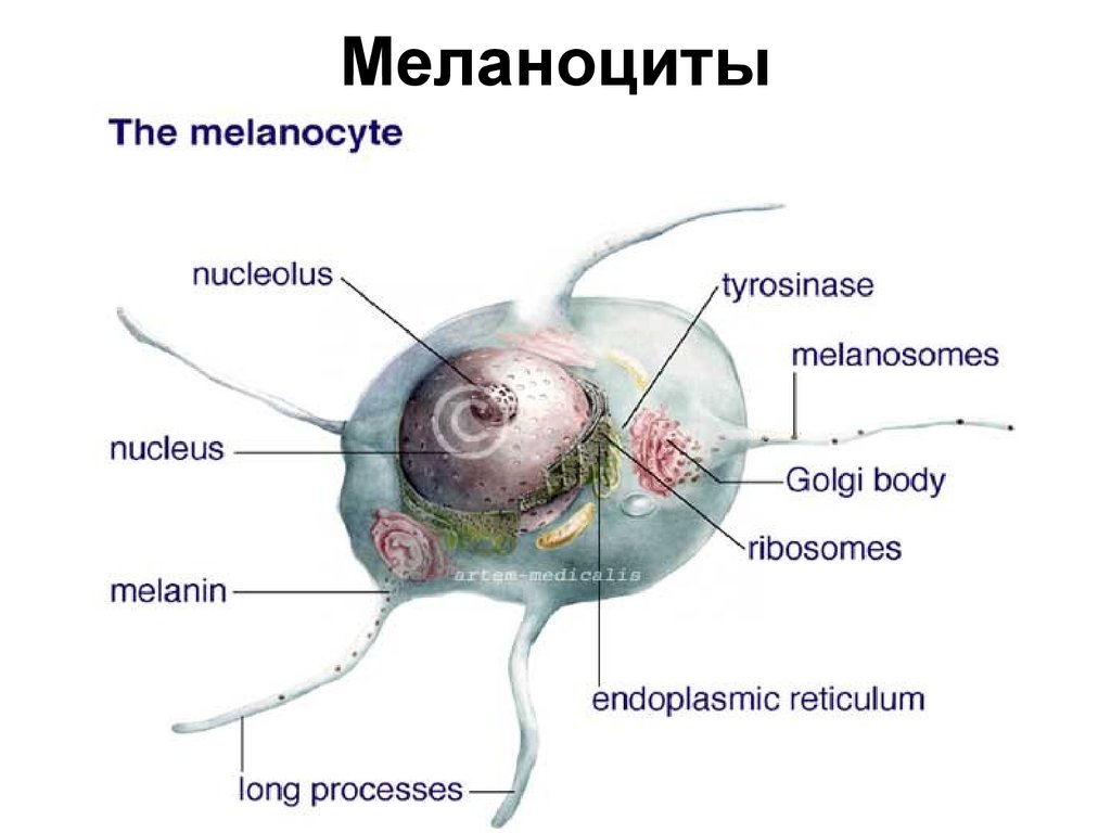 Меланоциты. Меланоцит строение. Меланоциты строение. Меланоцит строение и функции. Эпидермальные меланоциты.