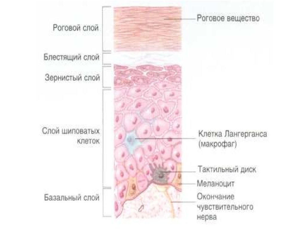 Кожа вещество. Строение рогового слоя эпидермиса. Роговой слой кожи. Строение рогового слоя. Роговой слой блестящий слой.