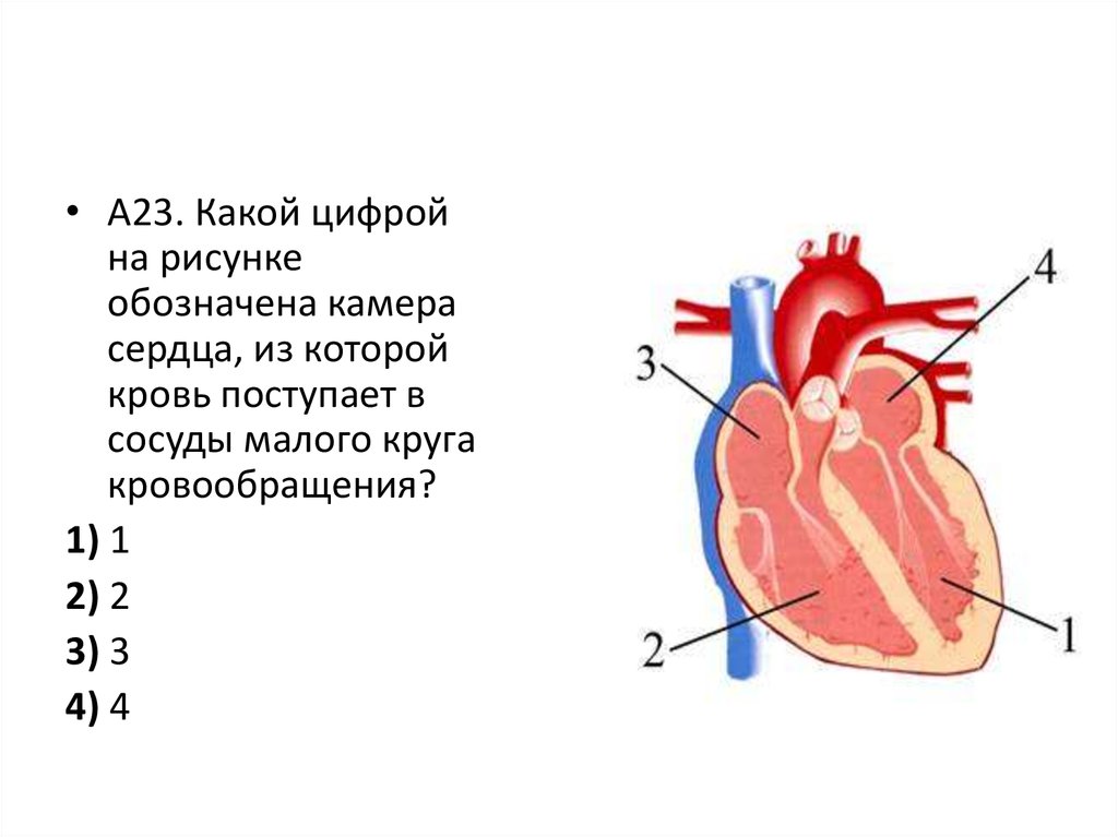 Какая кровь содержится в левой части сердца. Строение сердца 4 камеры. Сосуды сердца. Отделы сердца и сосуды. Название камер сердца.