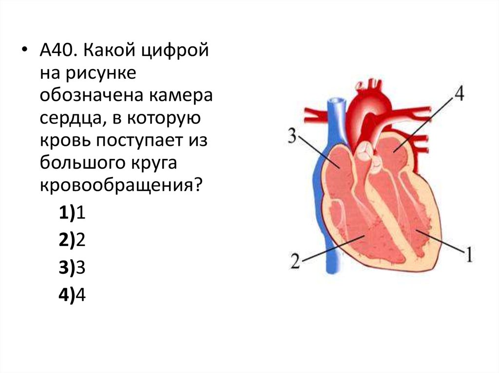 Какая кровь содержится в левой части сердца. Камера сердца в которую поступает кровь большого круга. Какой цифрой обозначена камера сердца. Камеры сердца рисунок. Большой круг кровообращения камеры сердца.