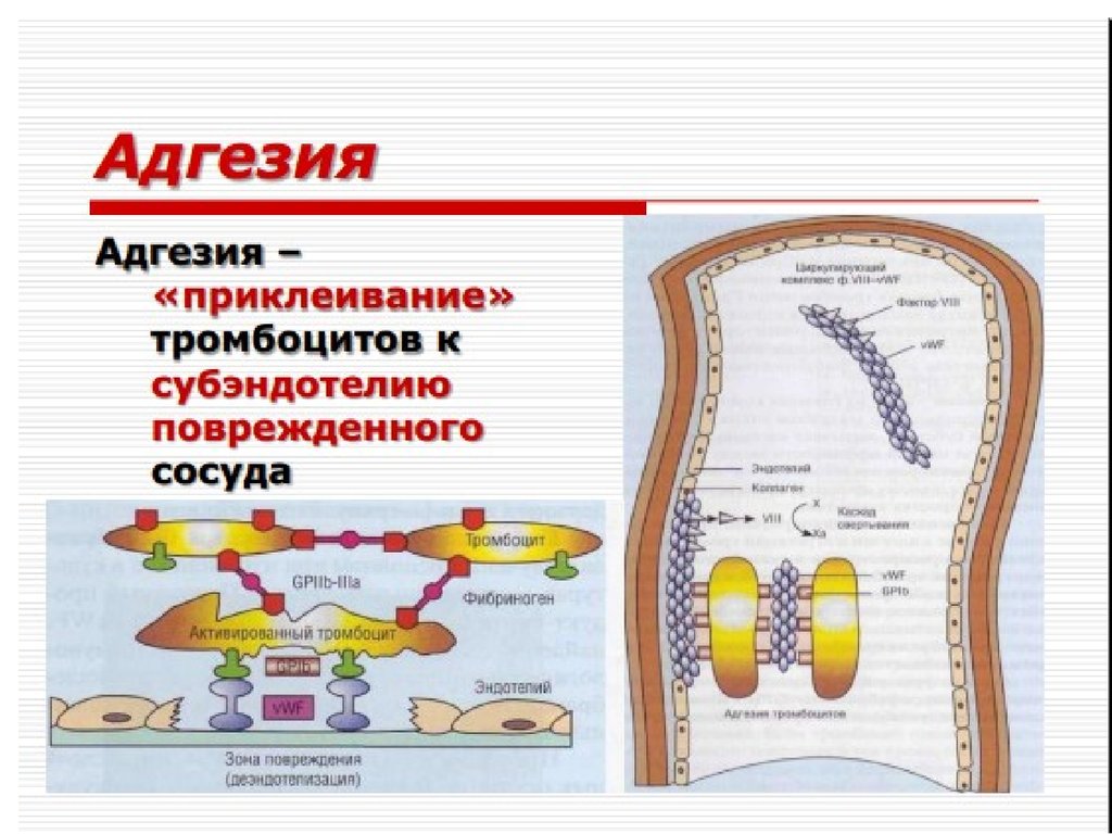 Адгезия в медицине. Адгезия тромбоцитов. Схема адгезии тромбоцитов. Молекулы адгезии. Механизм адгезии тромбоцитов.