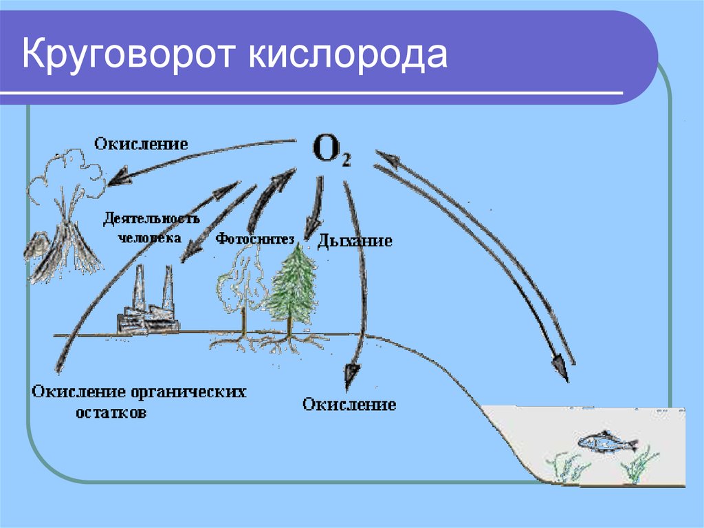 Схема кислорода. Круговорот кислорода (по е. а. Криксунову и др., 1995). Круговорот кислорода биология 11. Биогеохимический цикл кислорода. Круговорот кислорода в биосфере.