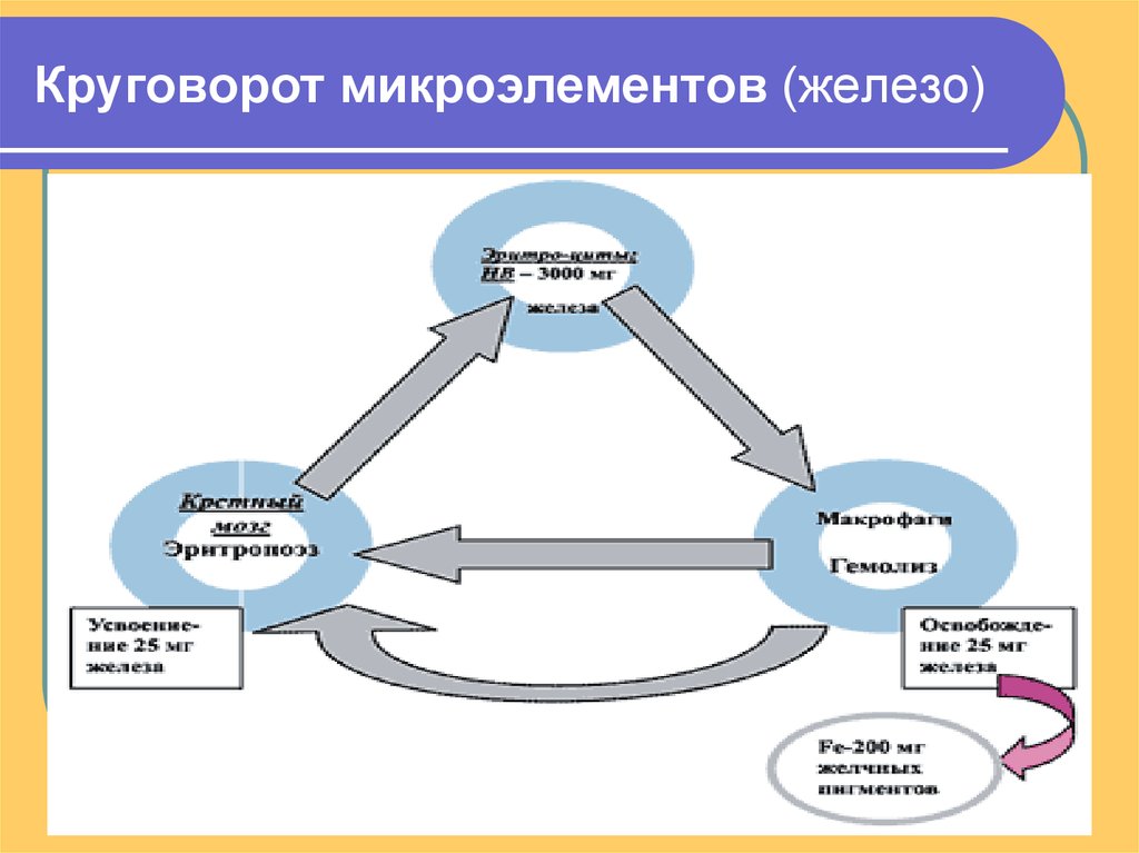 Круговорот железа в природе схема и описание