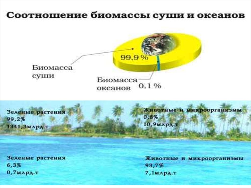 Соотношение суши и океанов. Распределение биомассы в океане. Общая биомасса живого вещества на земле. Распределение биомассы на земле. Биомасса организмов земли.