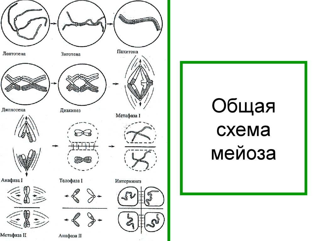 Мейоз схема. Интеркинез мейоза схема. Схема мейоза 9 класс биология рис 49. Схема мейоза лептотена. Опорная схема мейоз.