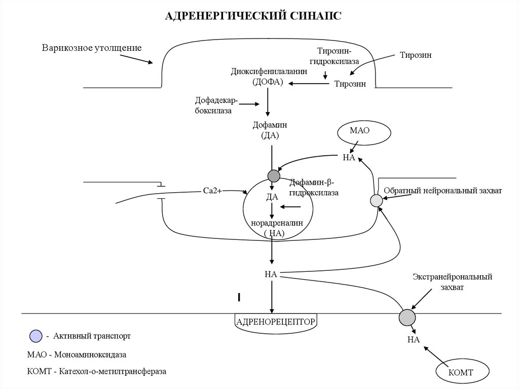 Норадреналин синапс. Схема строения адренергического синапса. Схема адренергического синапса фармакология. Схема передачи импульса в адренергическом синапсе. Функции адренергических синапсов.