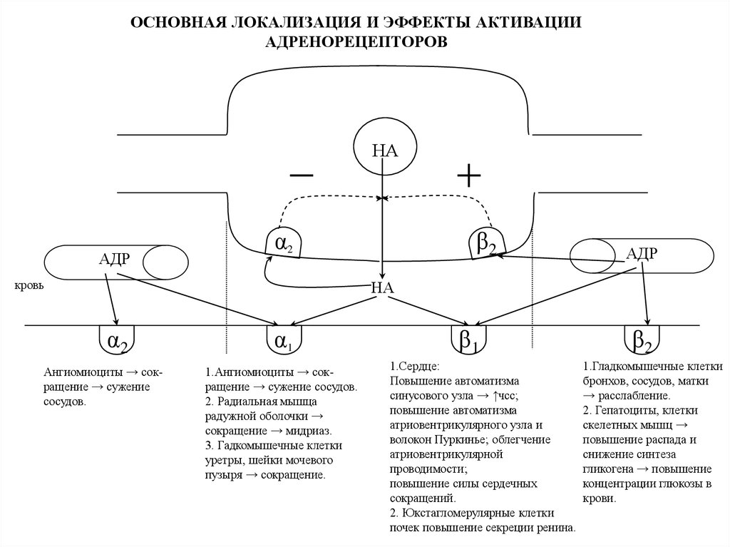 Альфа адренорецепторы локализация. Локализация бета 2 адренорецепторов. Локализация b адренорецепторов. Альфа и бета адренорецепторы схема. Классификация адренорецепторов клеток-мишеней.