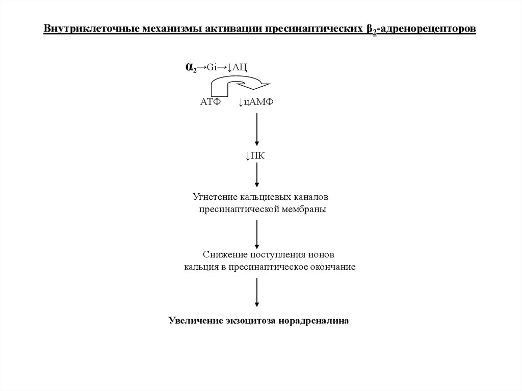 Механизм активации. Активация бета 2 адренорецепторов. Активация Альфа 2 адренорецепторов. Активация бета 1 адренорецепторов. Механизм действия Альфа 2 адренорецепторов.