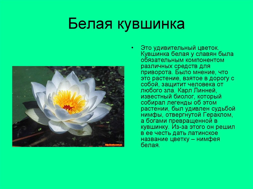 Описание кувшинки. Кувшинка белая рассказ. Кувшинка белая рассказ для 3 класса. Растения красной книги кувшинка белая. Растения красной книги России кувшинка.