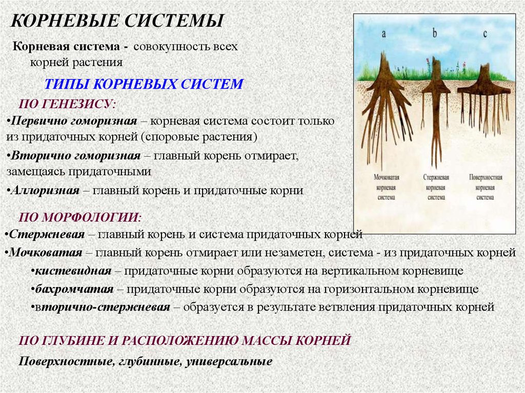 Что значит корневая система. Какая корневая система у дуба. Корневая система корневище. Типы корневых систем деревьев.