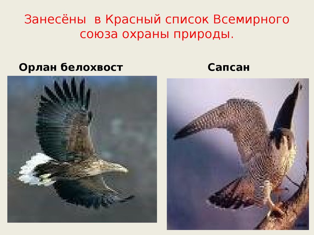 Занесены в список всемирного. Орлан белохвост в Самарской области. Красный список Всемирного Союза охраны природы. Орлан Самарская область. Сапсан занесен в красную Самара.