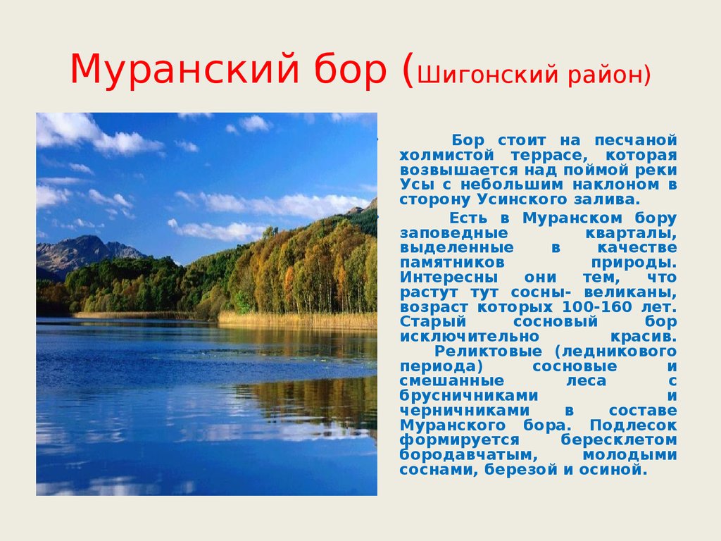 Информация о самарской области. Муранский Бор Шигонский район Самарская область. Муранский Бор река Уса. Муранка Муранский Бор, Шигонский район, Самарской области. Заповедные зоны Самарской области.