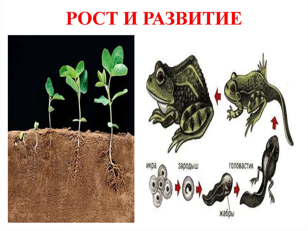 Рост и развитие животных презентация