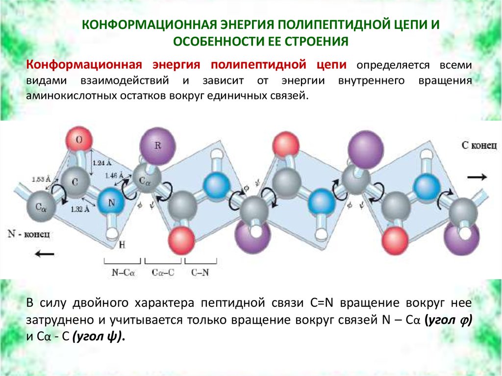 Полипептидная цепь аминокислот. Конформационное строение. Конформация полипептидной цепи. Конформация виды. Молекулярные конформации.