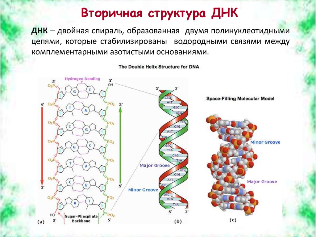 Схема первичной структуры днк