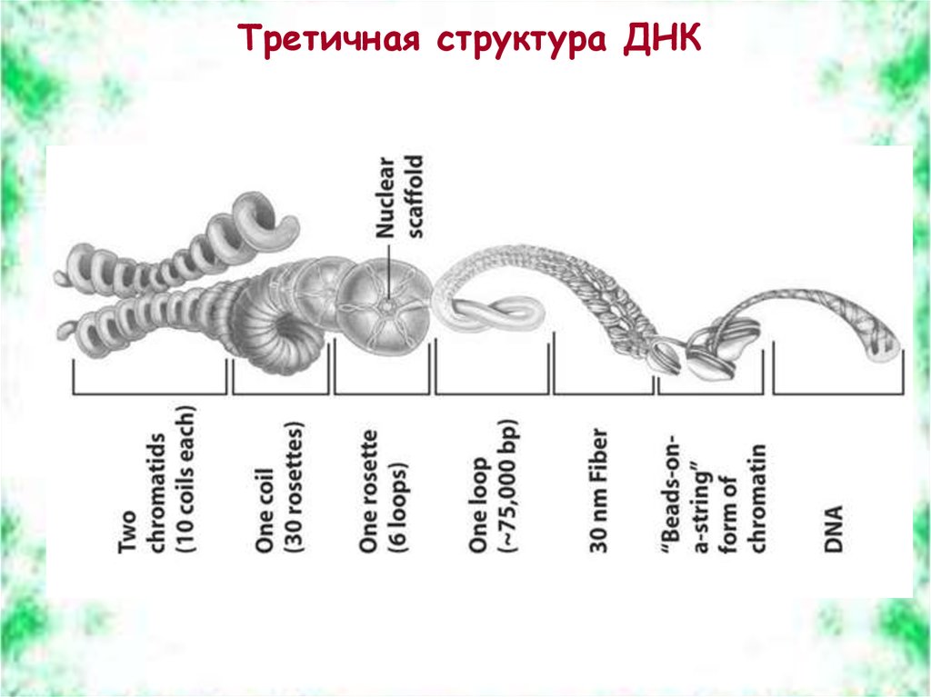 Третичная структура днк