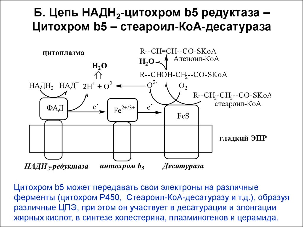 Схема редуктазной цепи окисления в микросомах