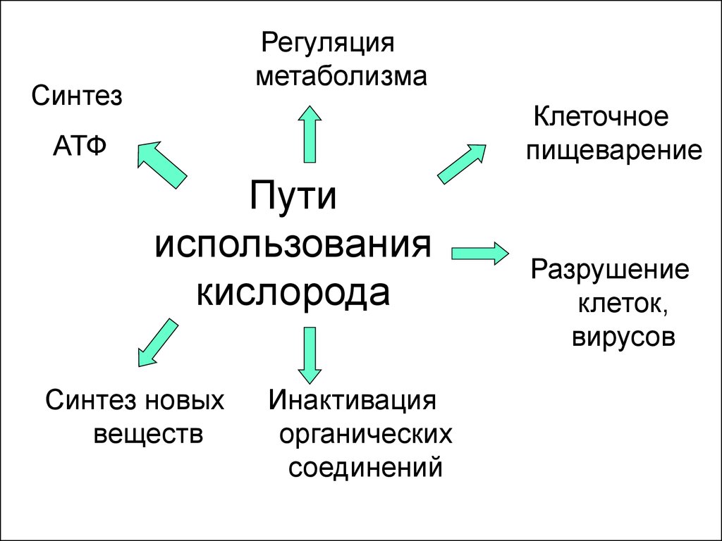 Схема метаболического пути в ходе которого происходит утилизация кислорода в тканях