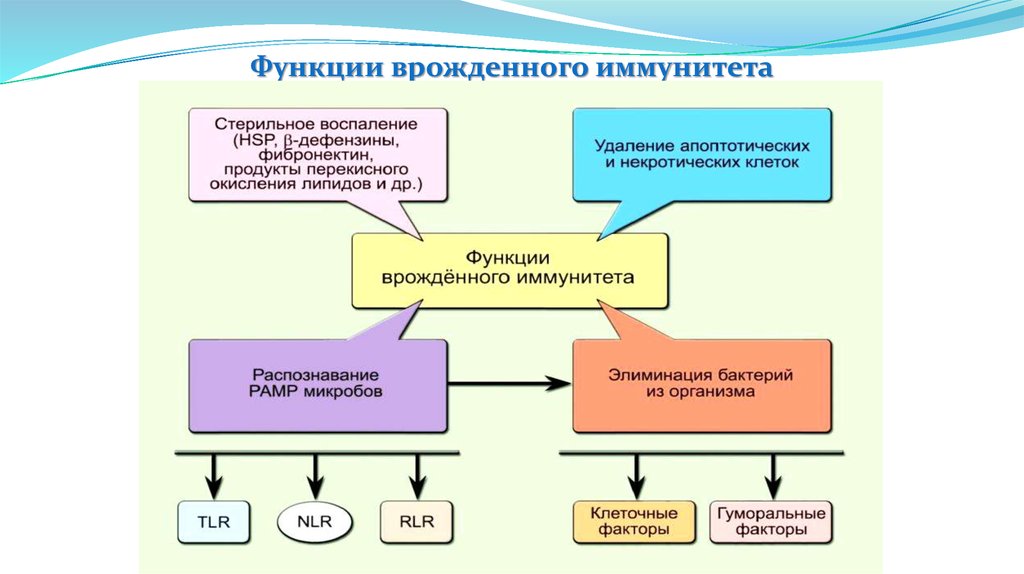 Эволюция иммунитета презентация