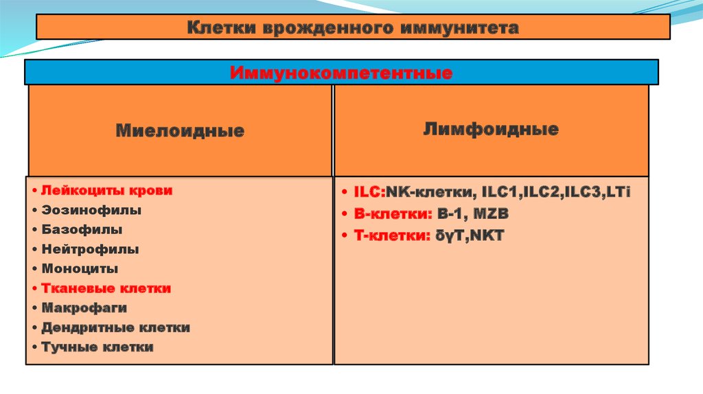 Функции врожденного иммунитета. Эффекторные клетки врожденного иммунитета. клетки врожденного иммунитета миелоидного происхождения. клетки врожденного иммунитета.