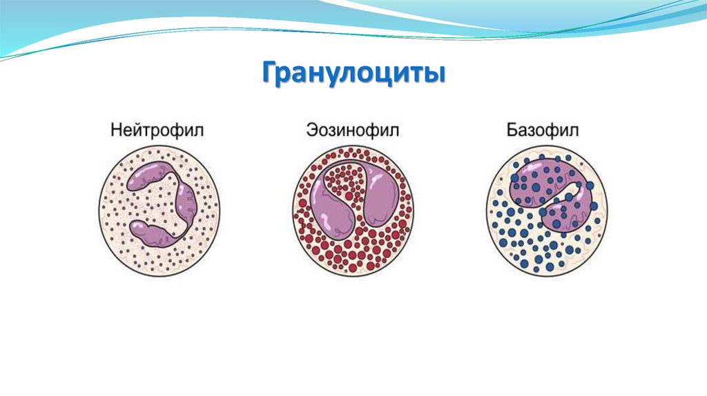 Гранулоциты