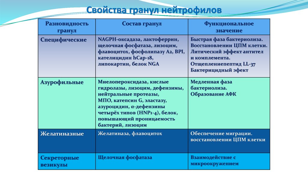Содержимое гранулы. Нейтрофил вещества специфических гранул. Состав гранул нейтрофилов. Состав неспецифических гранул нейтрофилы. Химический состав гранул нейтрофилов.