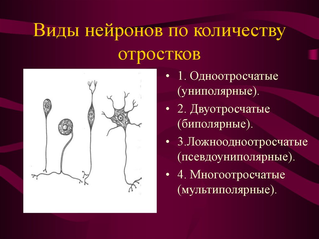 Нейроны виды. Виды отростков нейронов. Классификация нейронов по количеству отростков. Отростки нейрона. Форма тела нейронов.